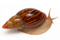 Lissachatina zanzibarica typ 2 adult